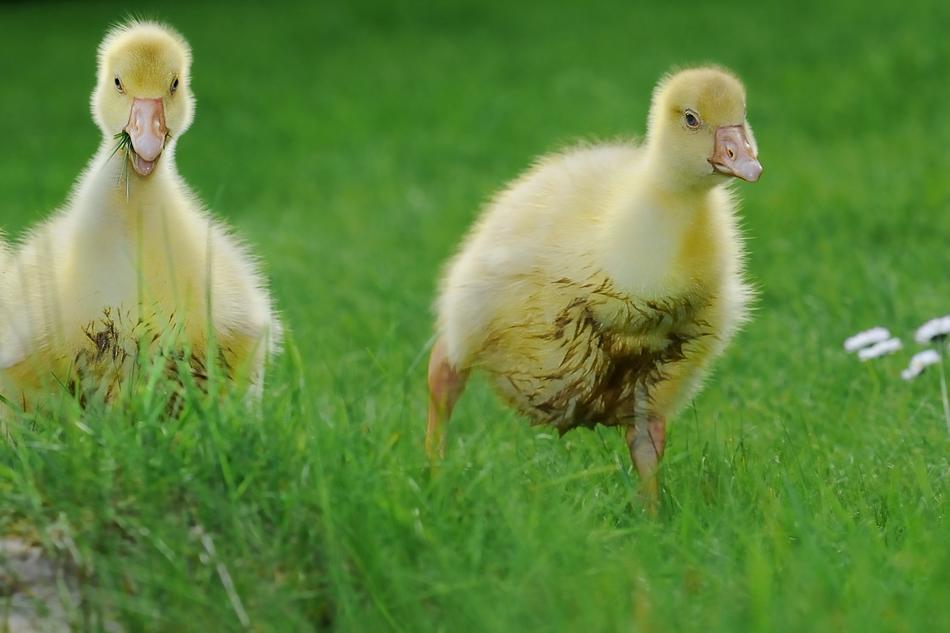 Animal Goose Poultry
