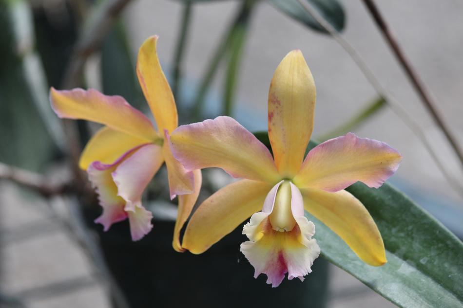 Orchid Flowers Beautiful