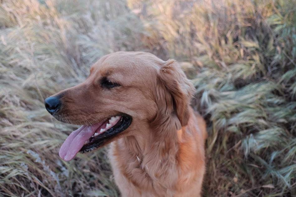 Dog Pet Animal