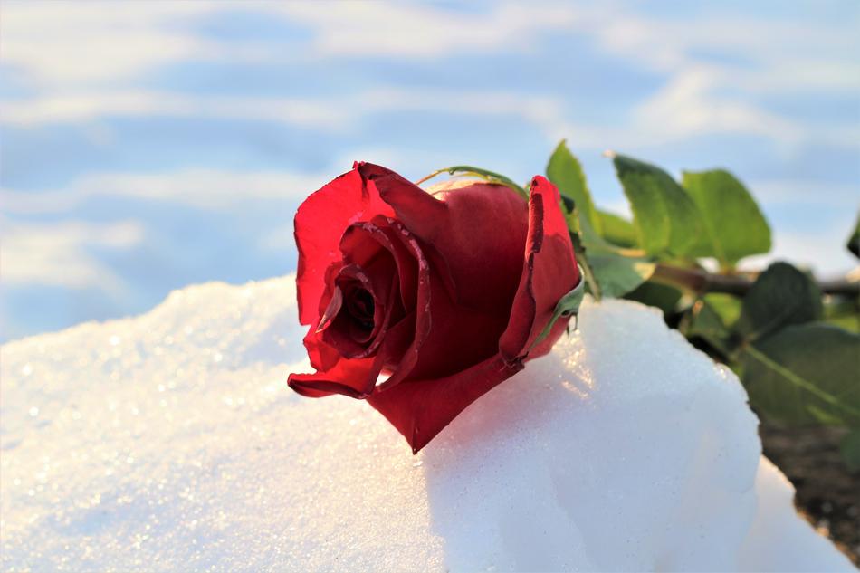 red rose in the snow