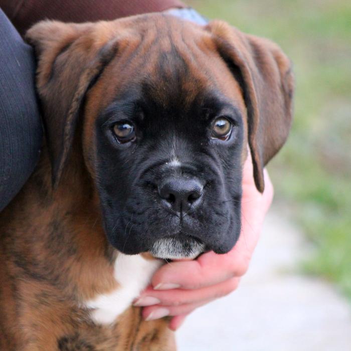 Puppy Love For Animals Guard