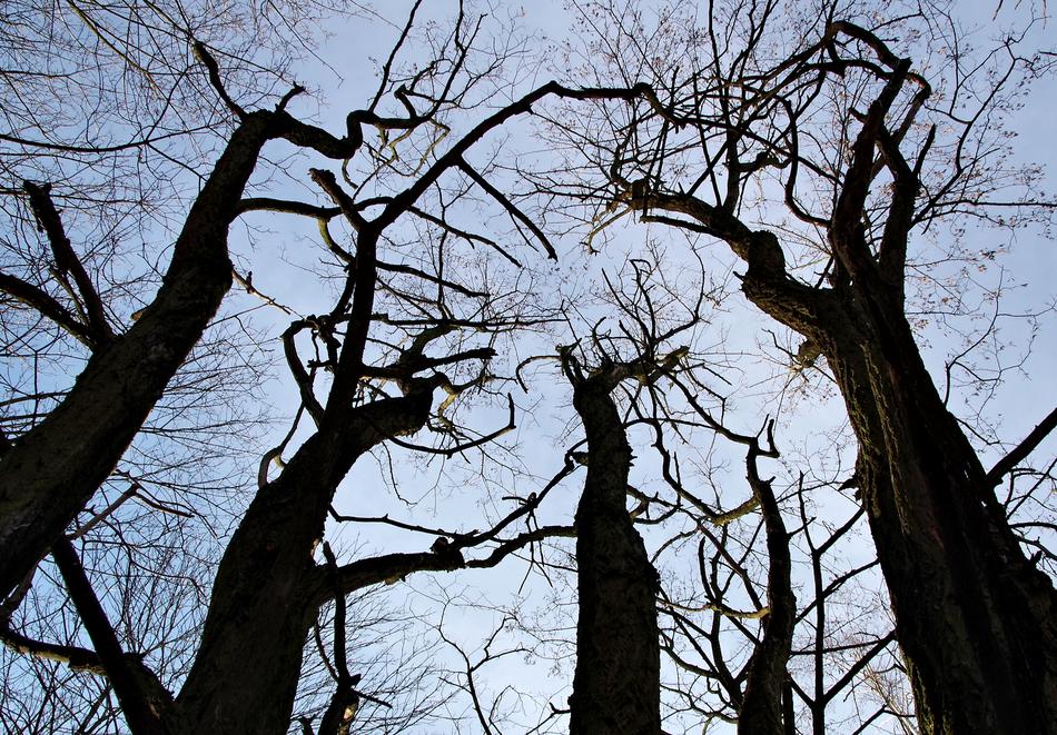 The Fear Tree Branch