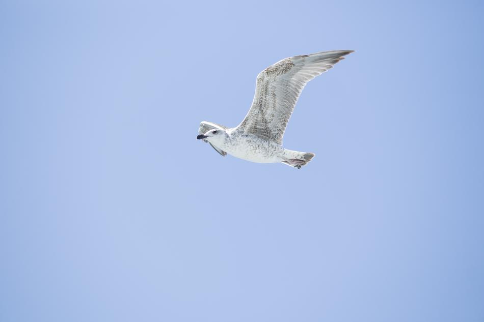 Bird Seagull Environmental