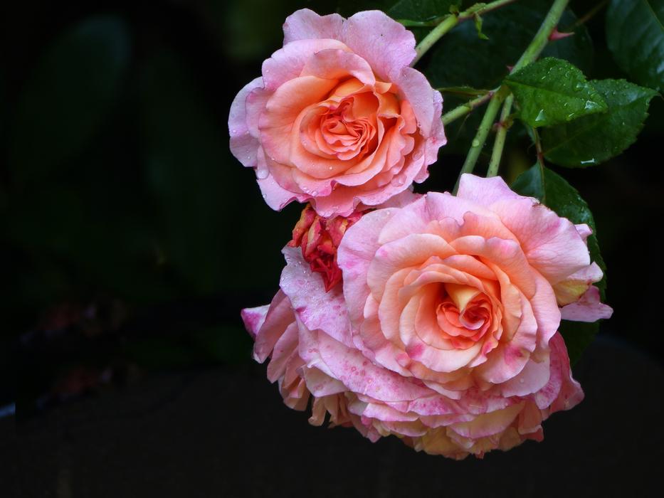 Rose Flower Blossom