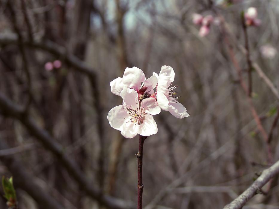 Tree Nature Flower