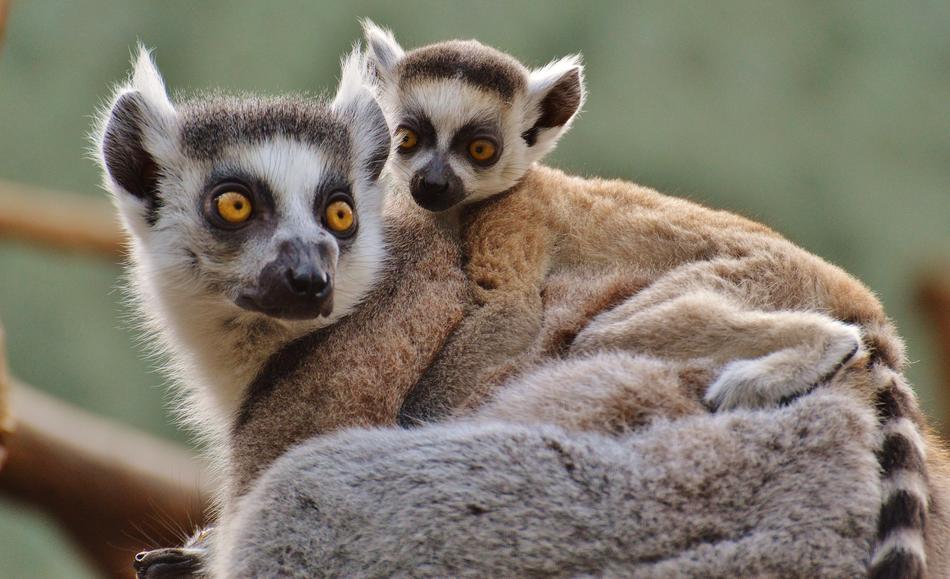 Cute, colorful and beautiful family of lemurs, on the plant
