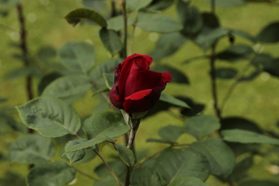 Flower Leaf Nature