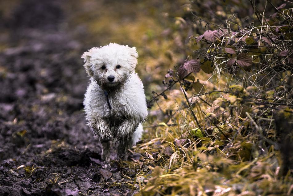 Dog Puppy Pet
