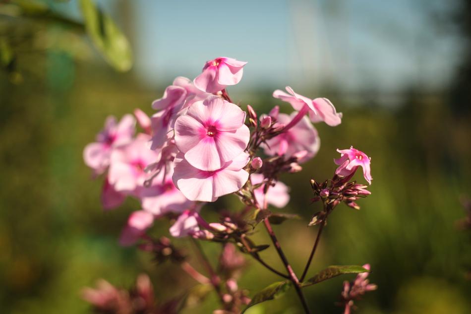 Flower Nature Plant