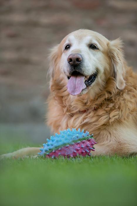 Golden Retiver Dog Happy