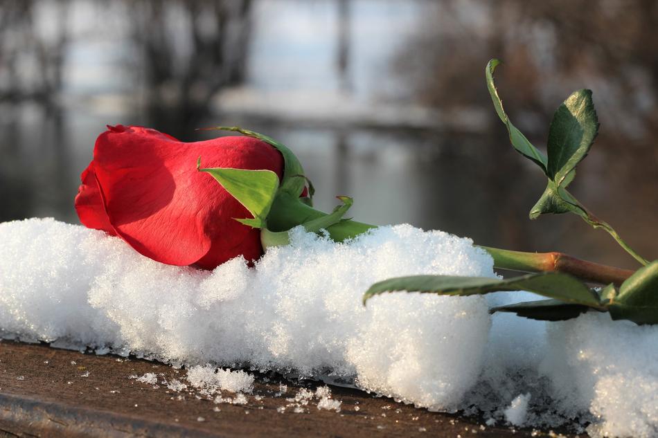 Red Rose On Bridge Fence Snow Love