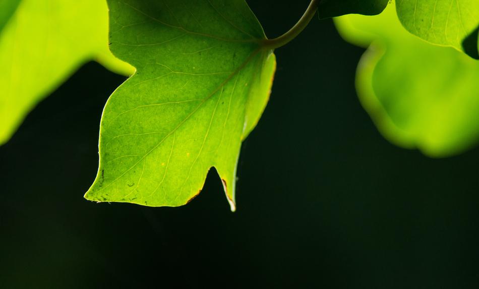 Leaf Green Background