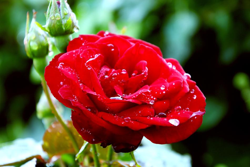 Red Rose Flower