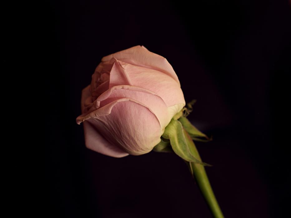 Rose Flower Pink