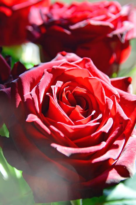 Rose Flower Petal