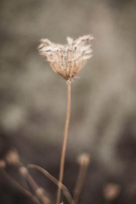 Flower Nature Plant