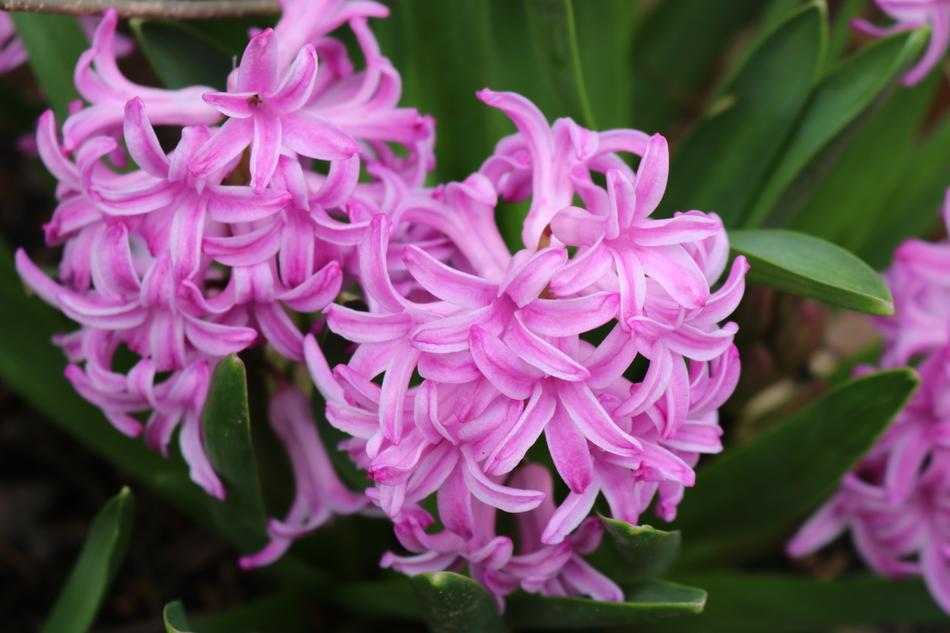 Easter Lilac Flowers