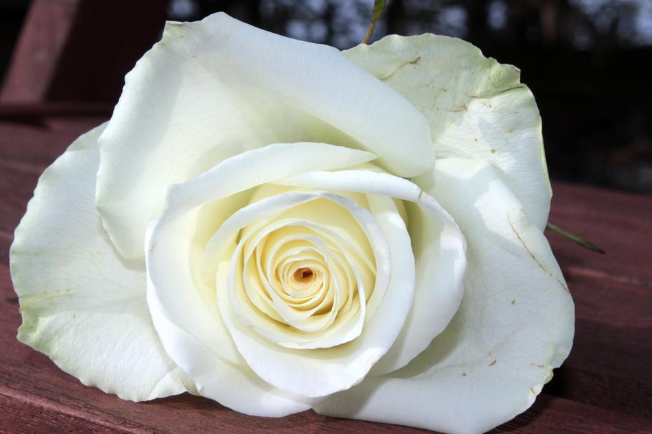 Rose White Flower
