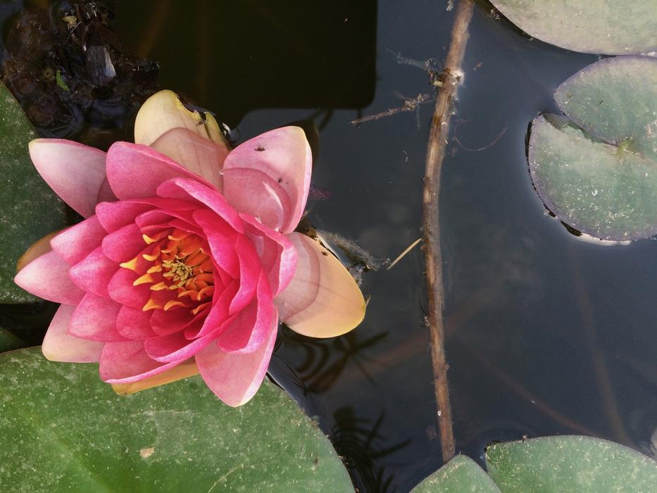 Lake Flower Rosa