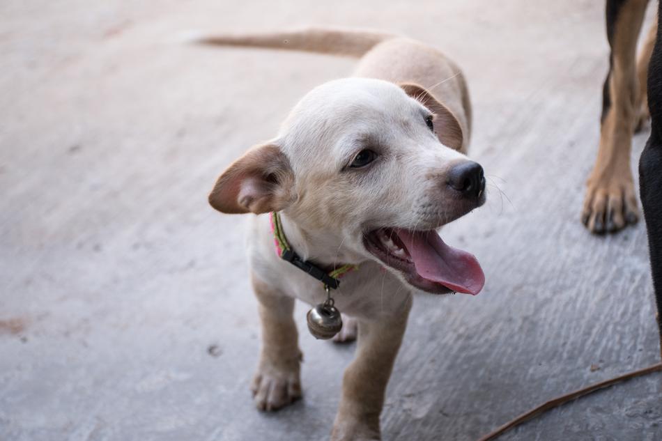 Puppy Dog Bright The