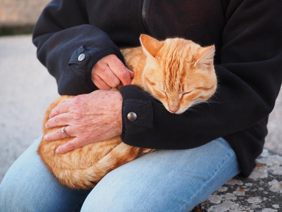 Cat Red Domestic