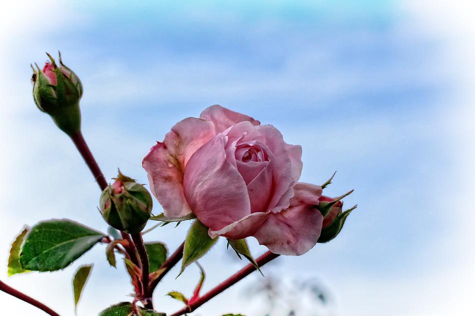 Rose Pink Blossom