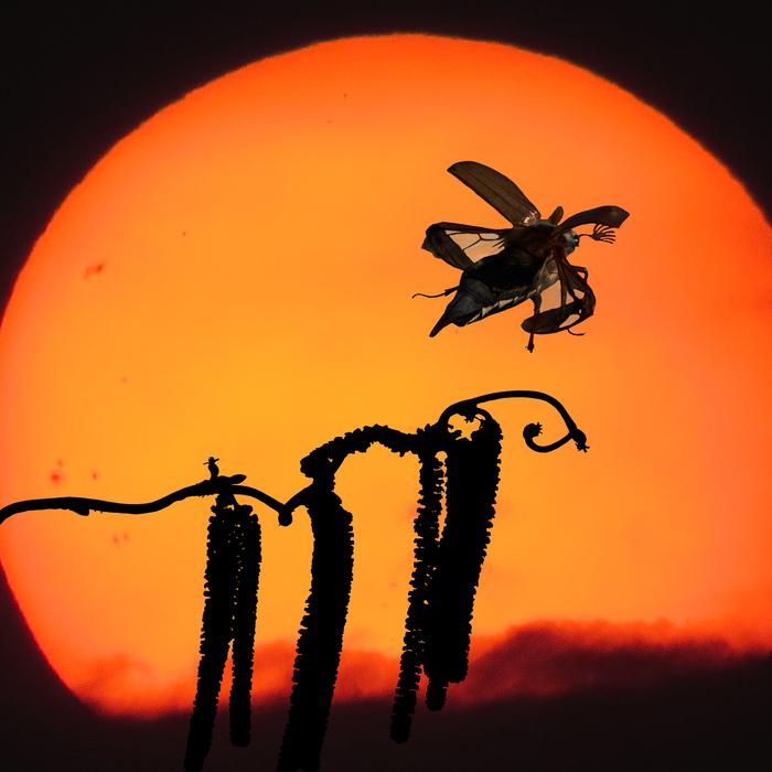 insect on the background of the orange sky