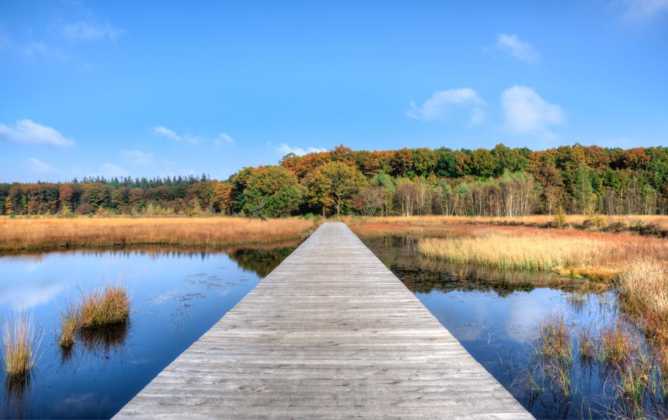 Beautiful landscape with the jetty, among the water and colorful plants, in the autumn