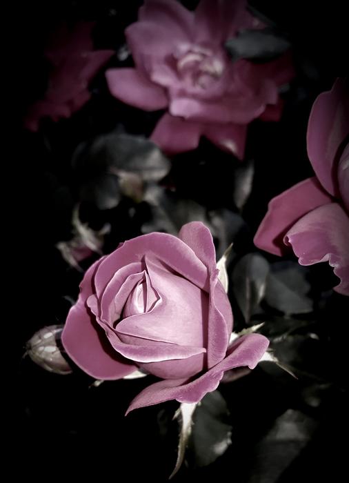 Flower Rose Petal