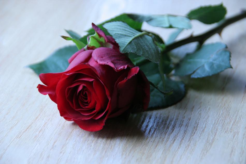 Rose Branch Flower