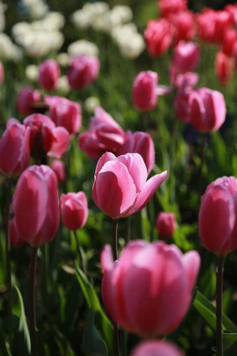Nature Plants Flowers