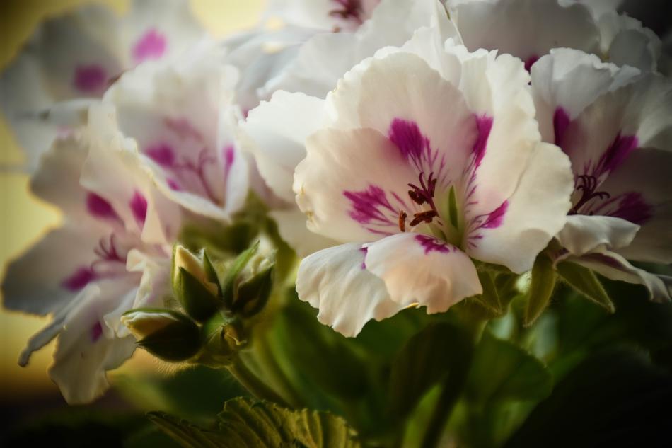 Flower Plant Nature