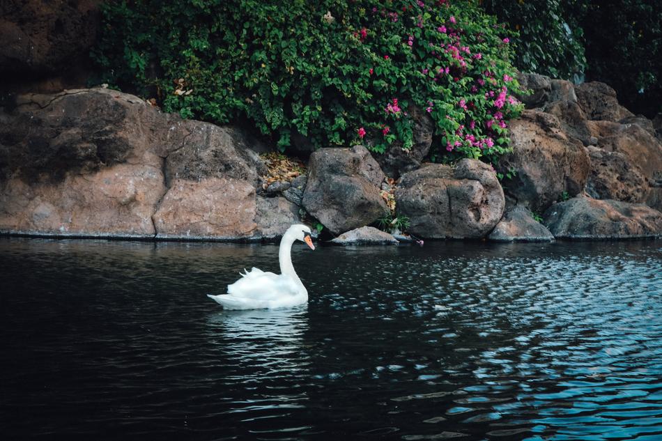 Swan White Bird