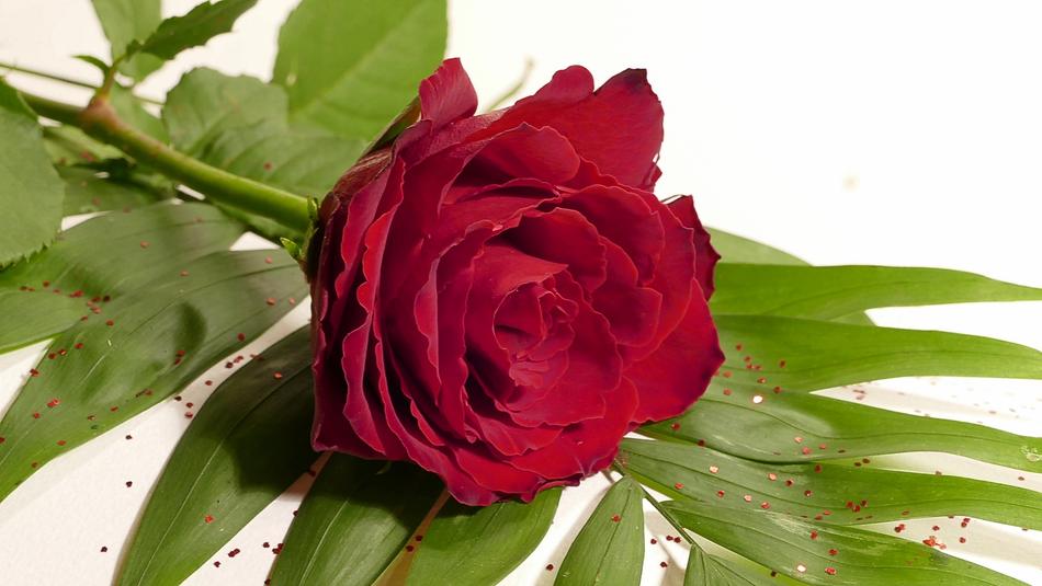 burgundy rose and palm leaf