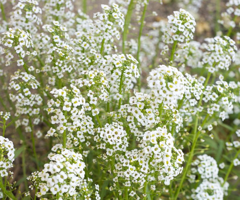 Baby'S Breath Flowers White