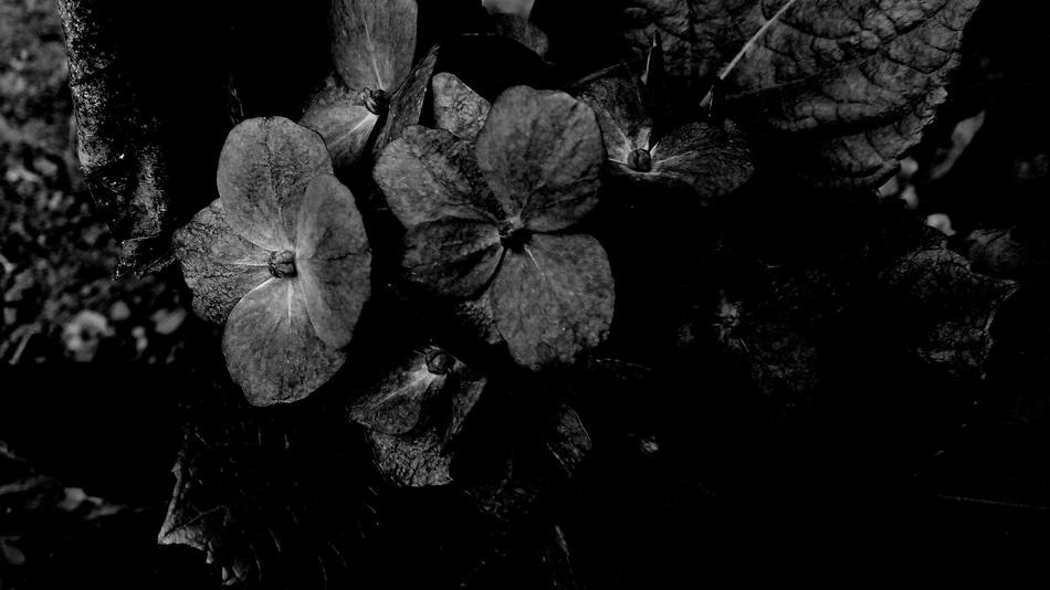 Dark Flowers Black