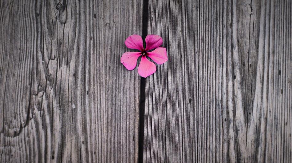 Flower Color Beautiful