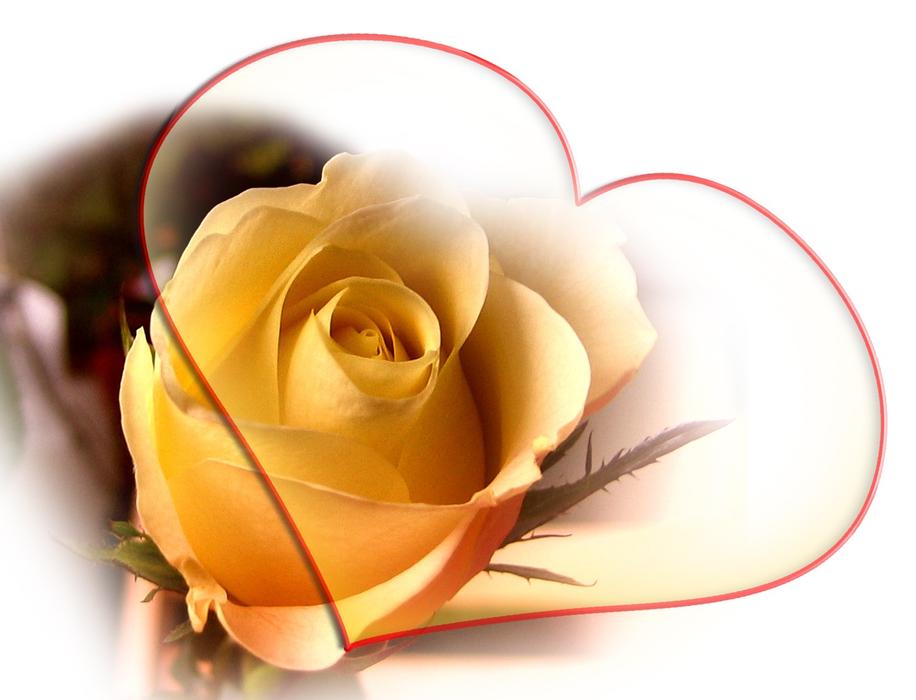 rose yellow heart love luck