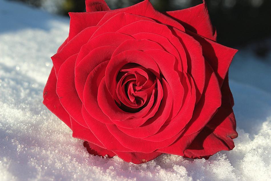 Rose Red Flower