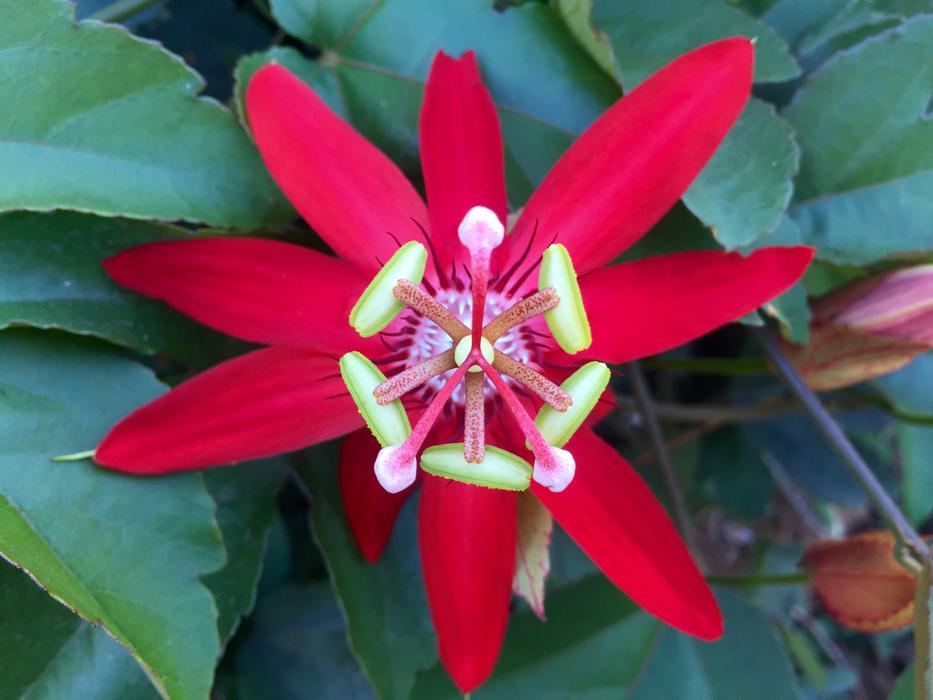 Crimson Passion Flower