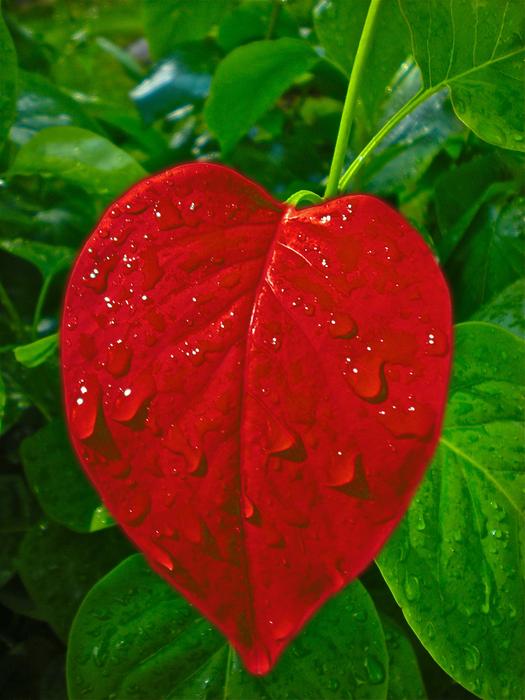 Heart Leaf Love