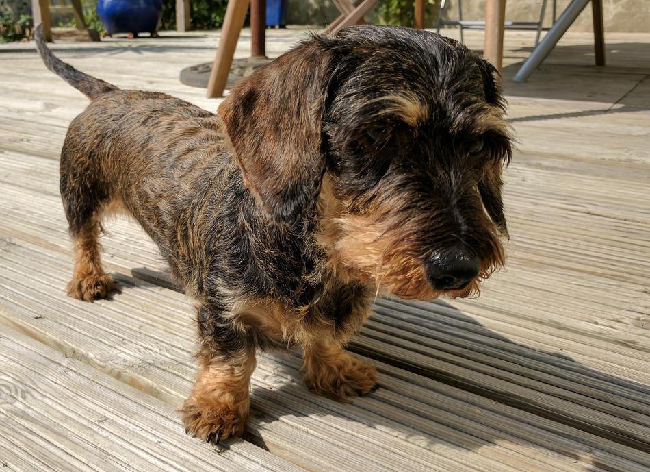 Dachshund Dog Breed