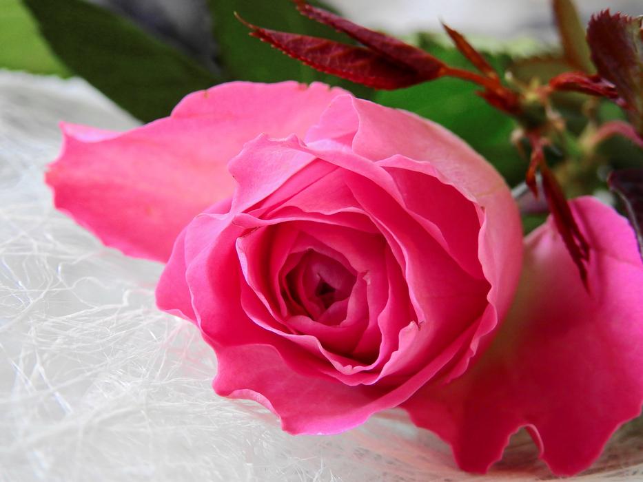 Flower Rose Blossom