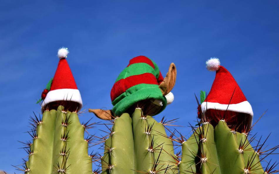 Cactus Christmas Holiday