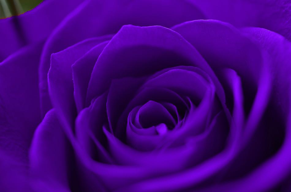 Roses Flower Love