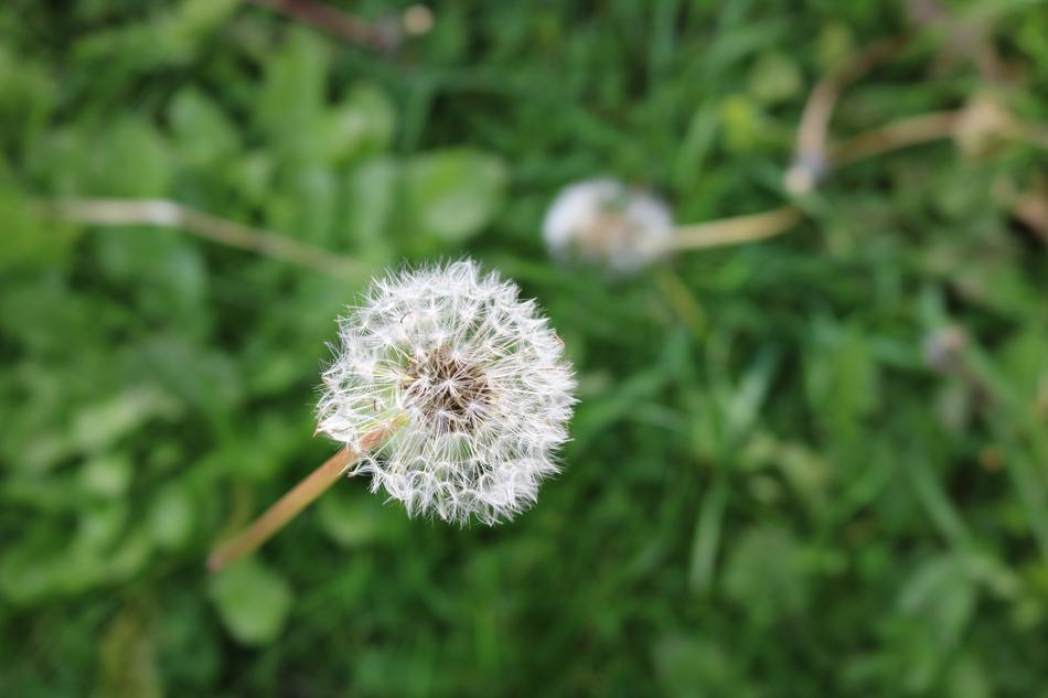 Dandelion Neutralizer Neutralizes