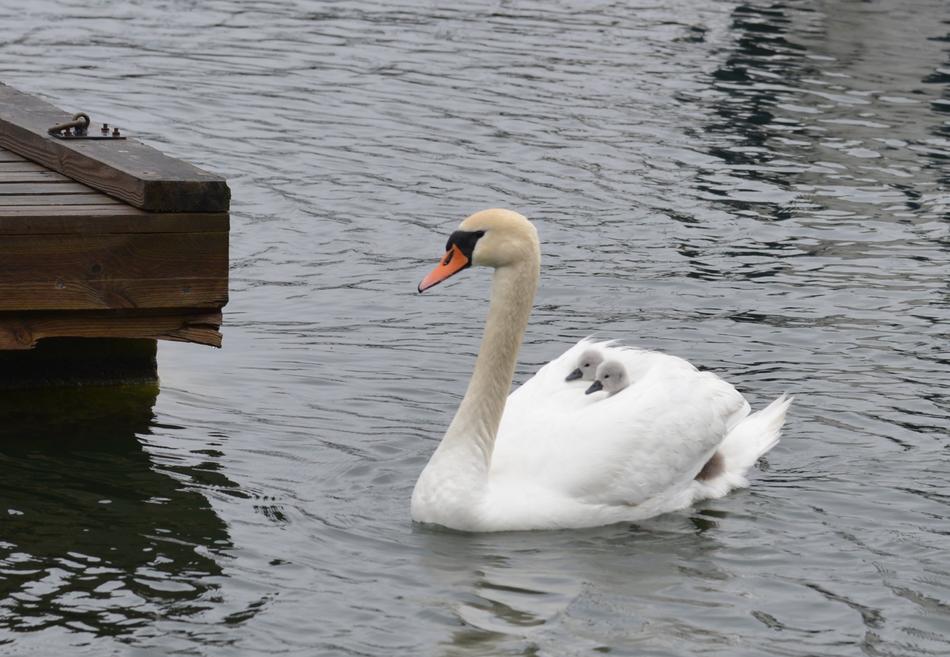 Swan Mothers bird