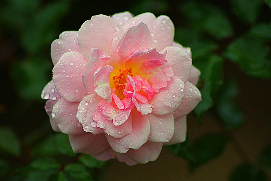 Rose Pink Flower