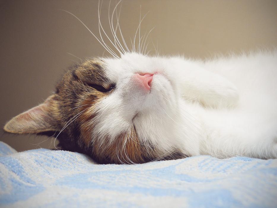 photo of Cat Cute Animal
