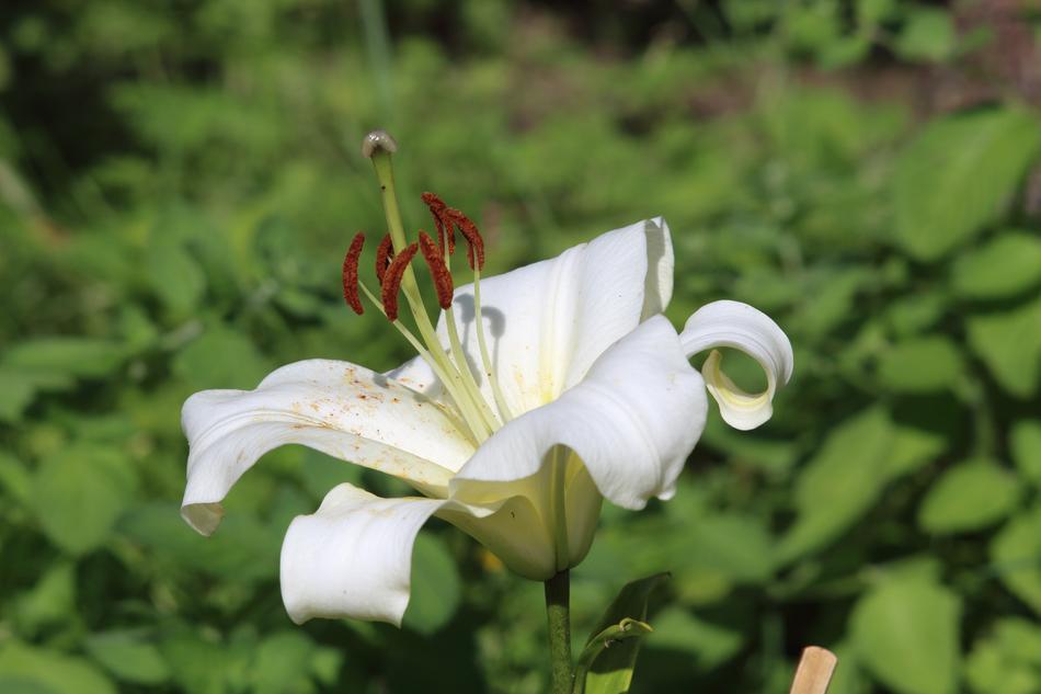 Nature Plant Flower